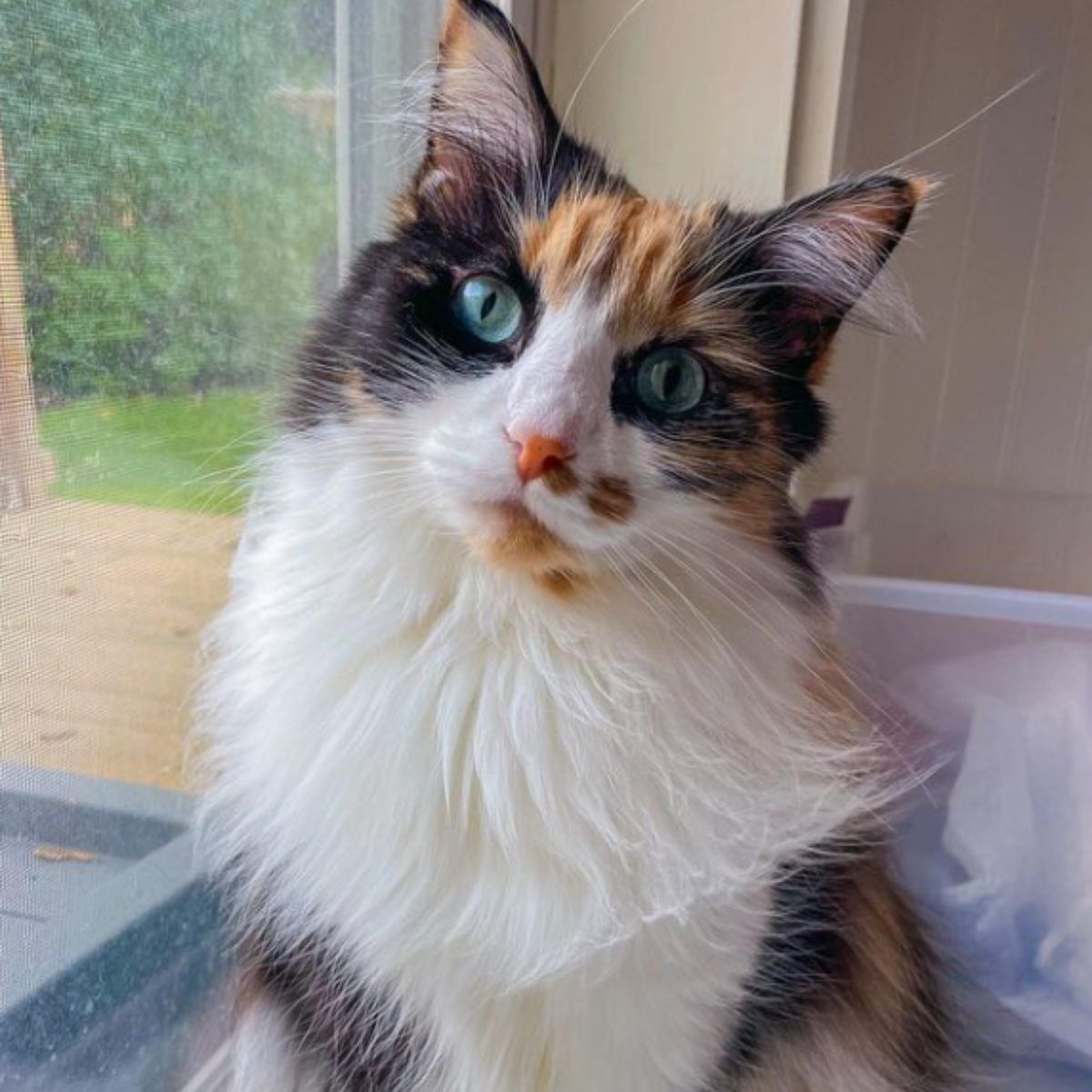 colorful cat with beautiful eyes