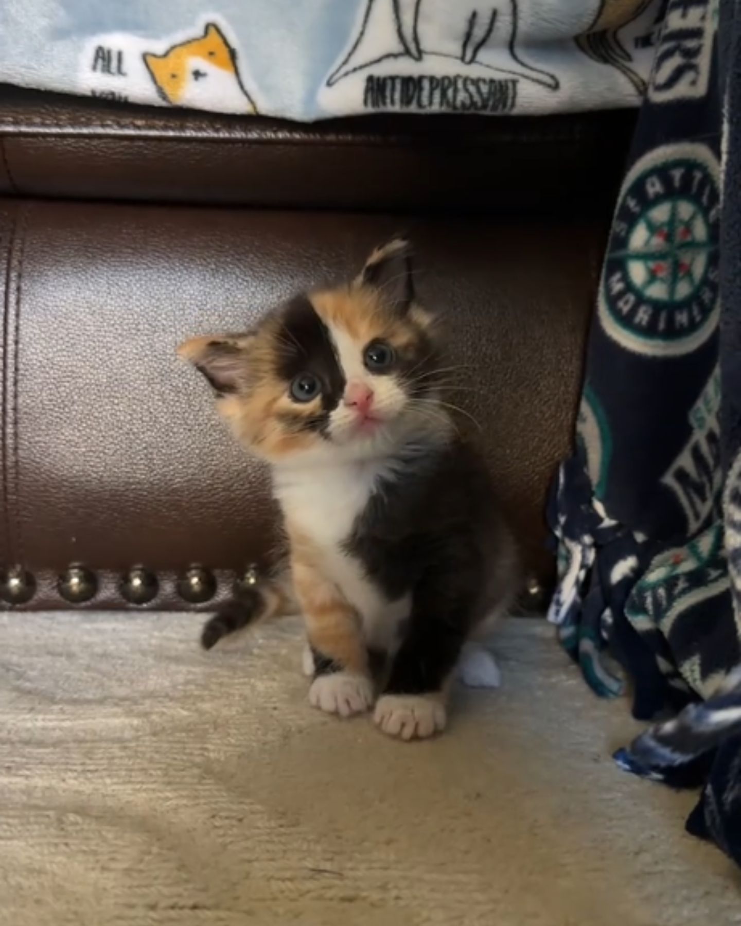 colorful happy kitten