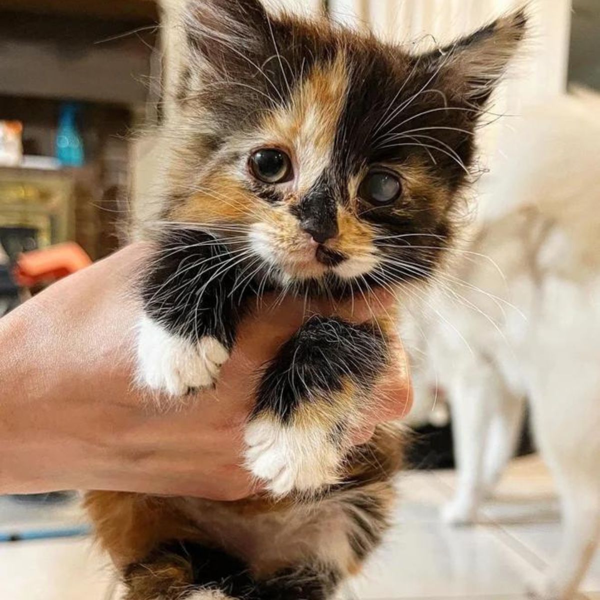 colorful kitten in hands