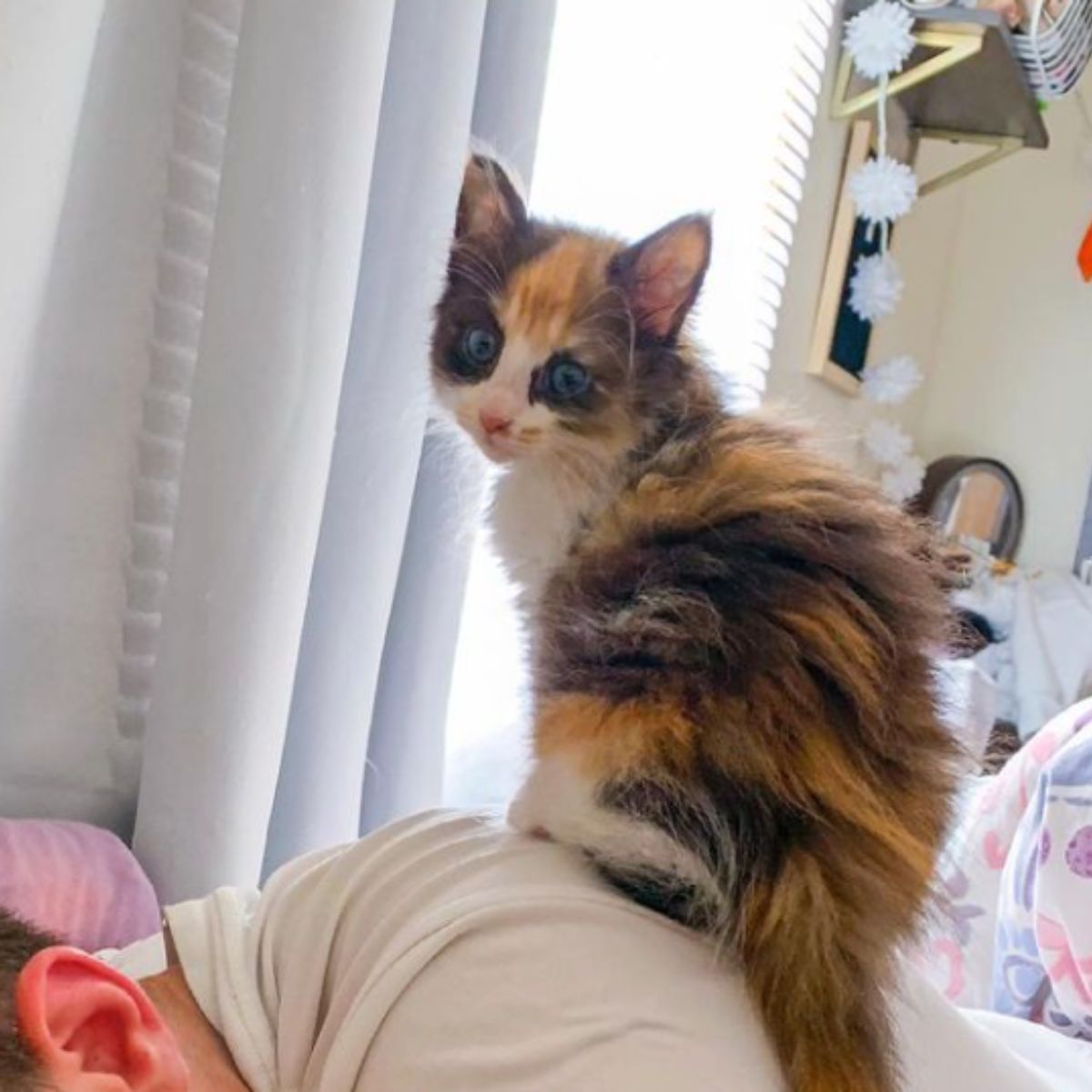 colorful kitten is sitting on a man's back