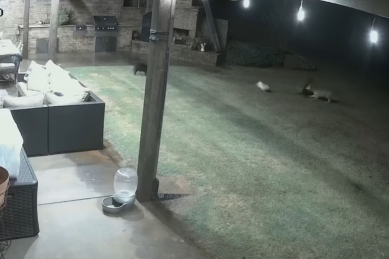 coyote attack on dog