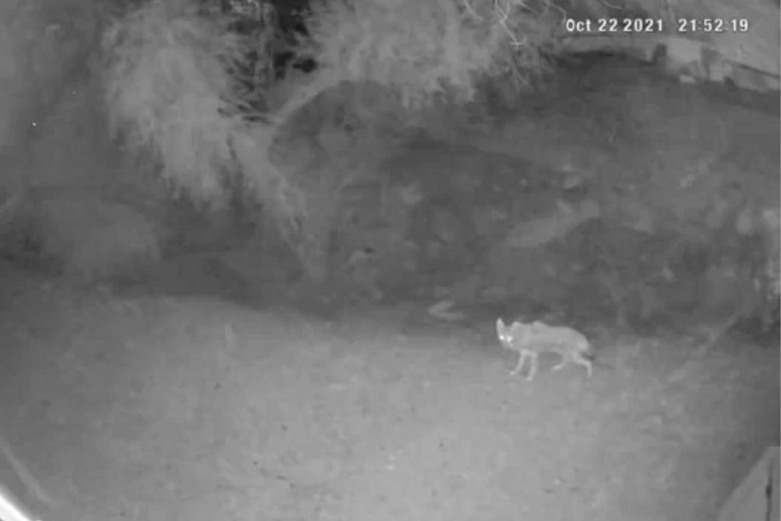 coyote in yard