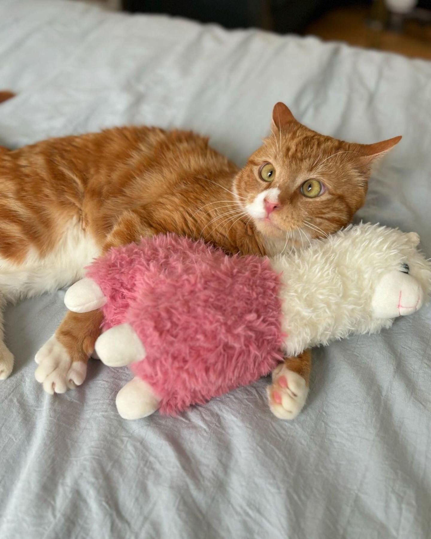 cross eyed cat cat with pink teddy bear