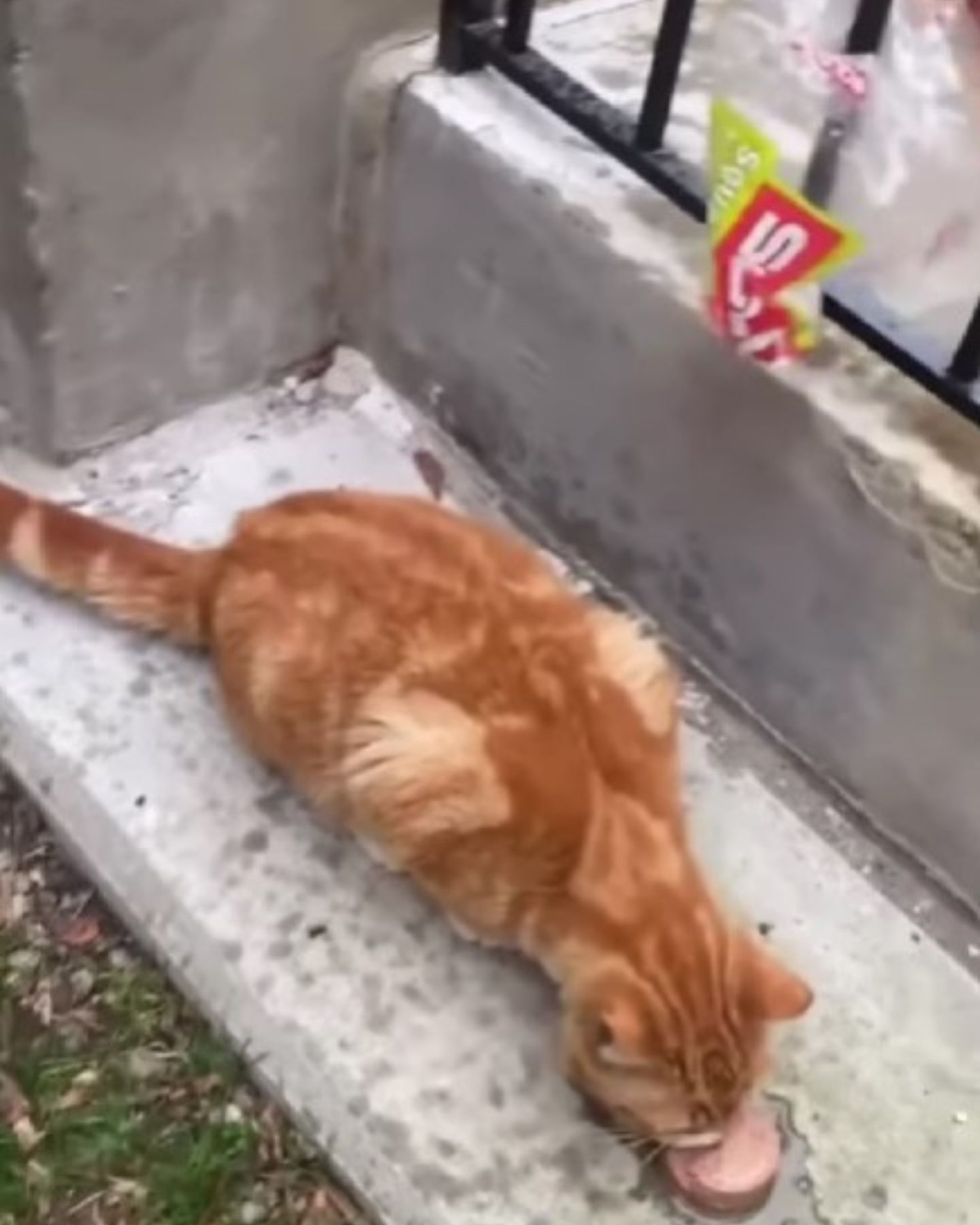 cross eyed cat eats on the street