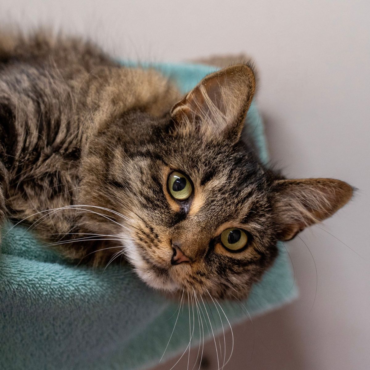 cute and scared cat found