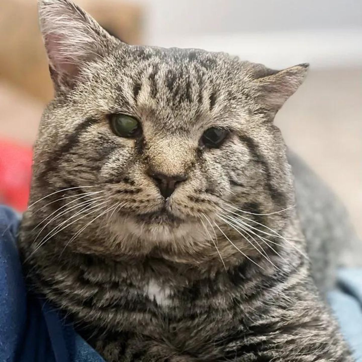 cute and strange cat with big cheeks