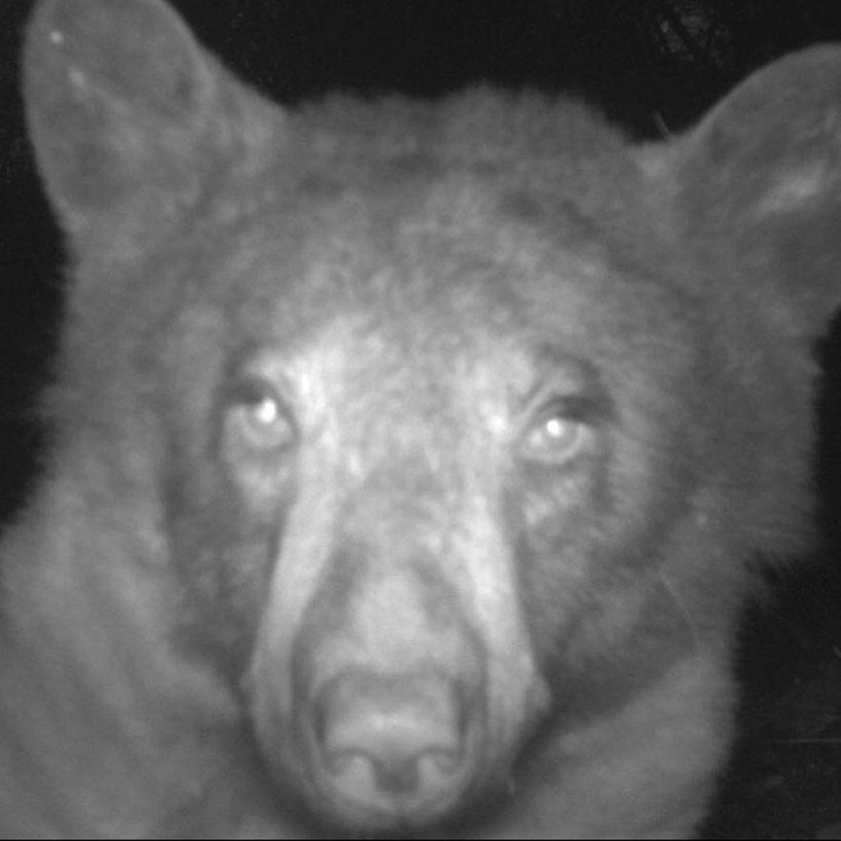 cute bear