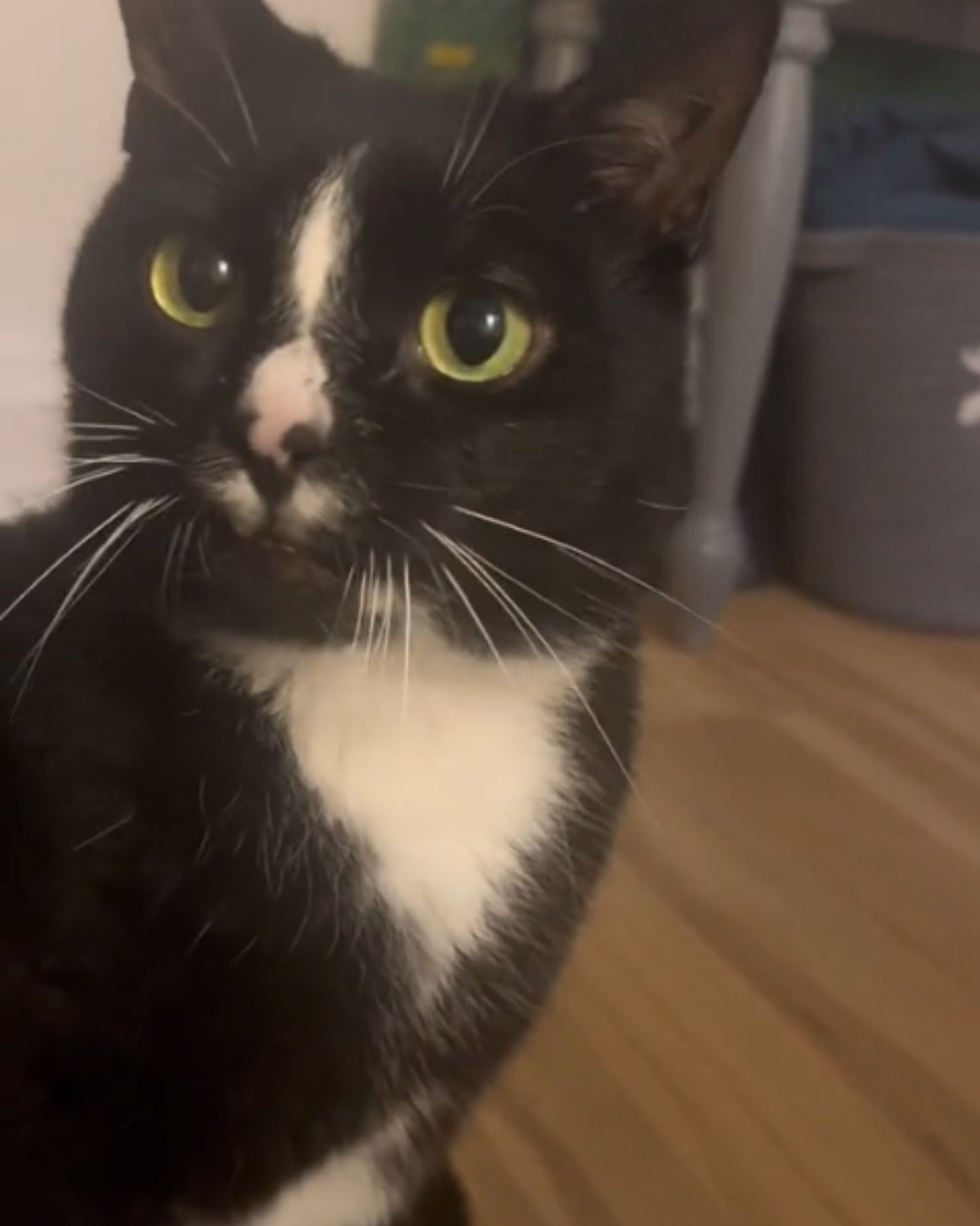 cute black cat face