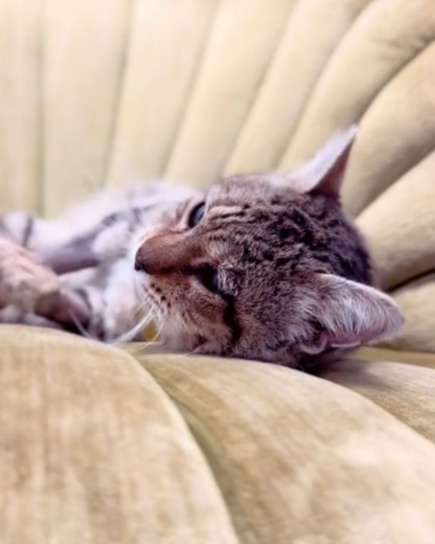 cute cat is hatching