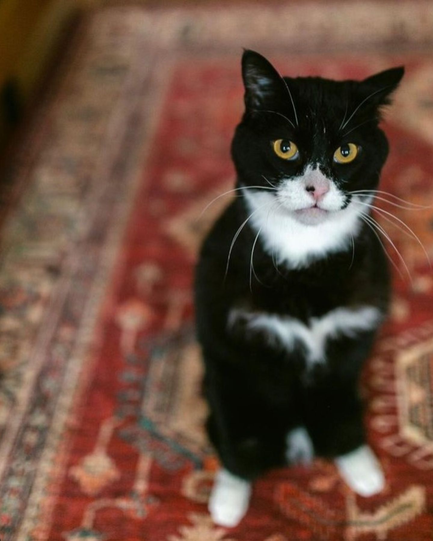 cute cat without two legs