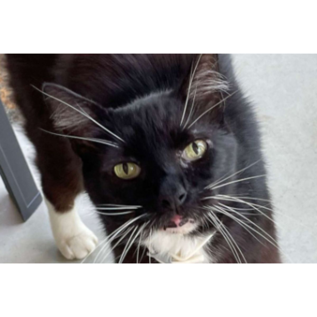 cute dark cat