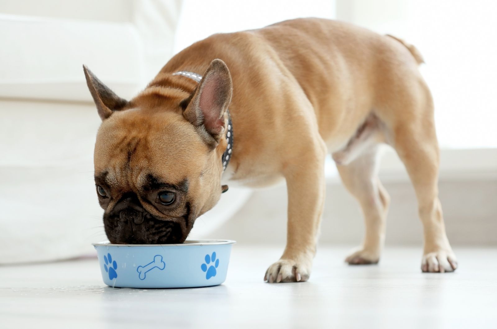 cute dog eats food