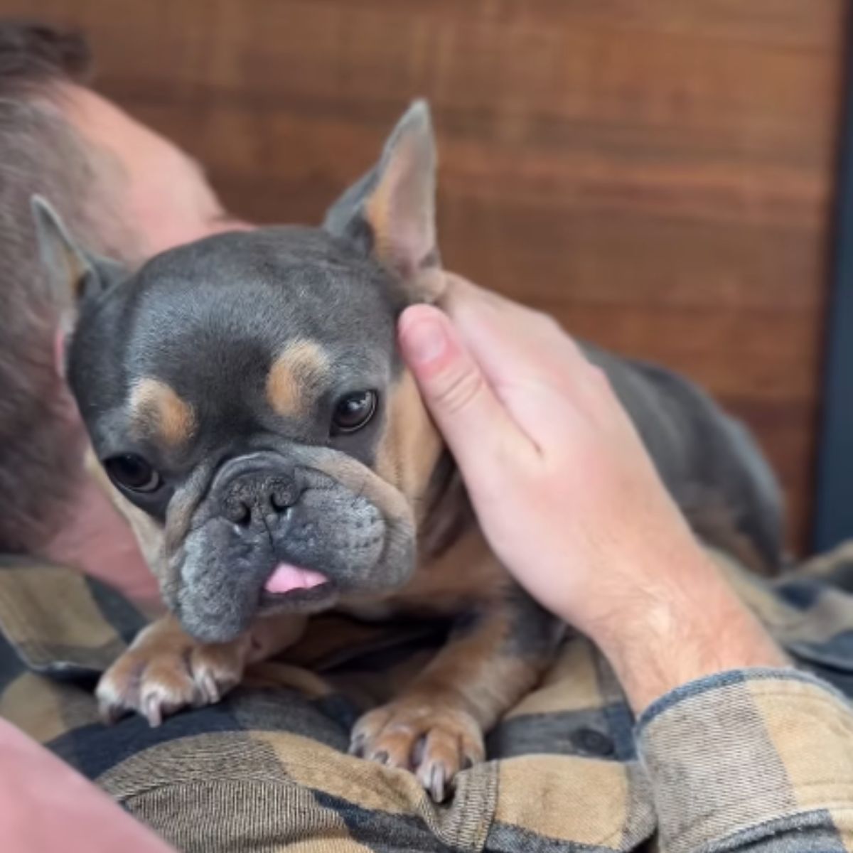 cute dog getting cuddled