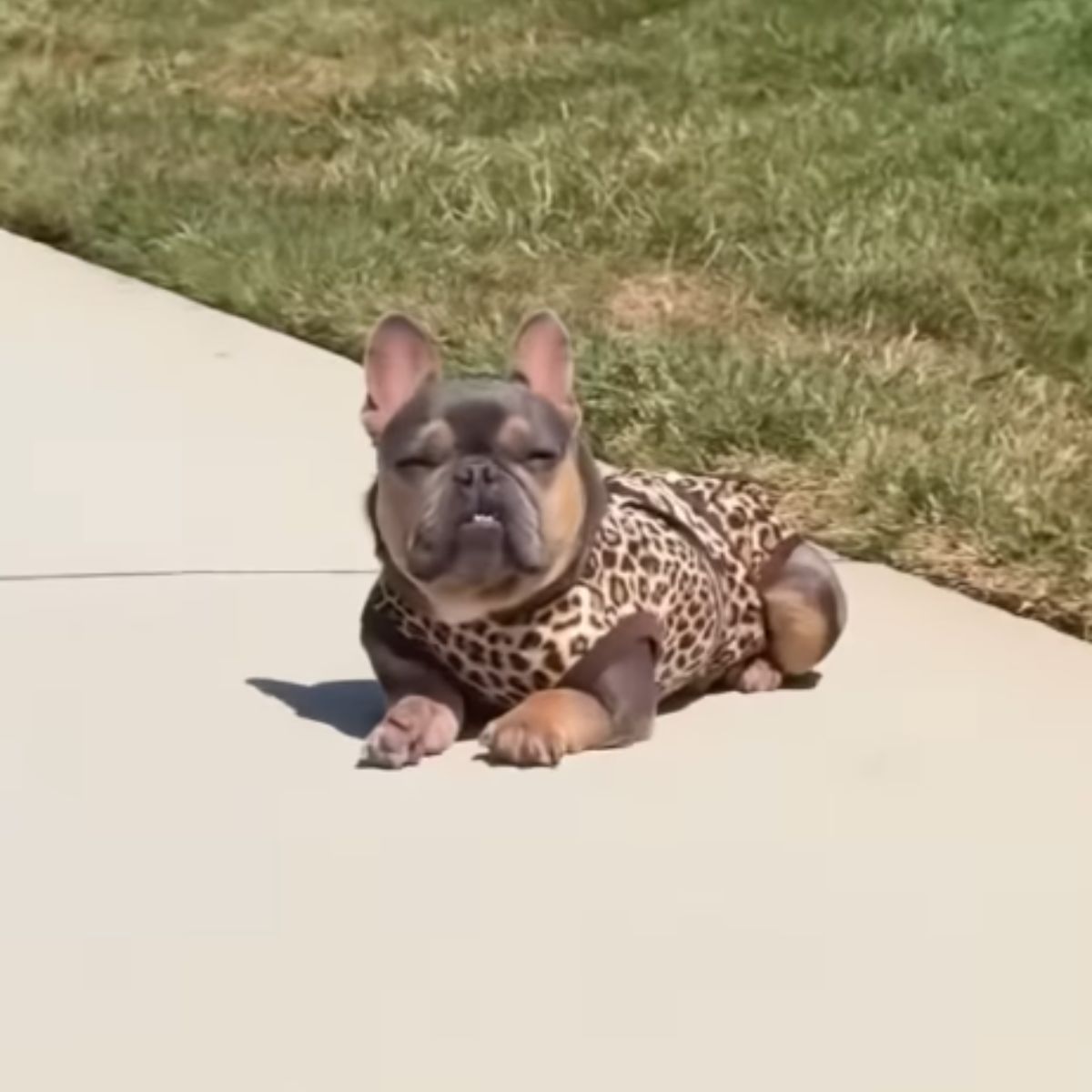 cute dog in clothes in the sun