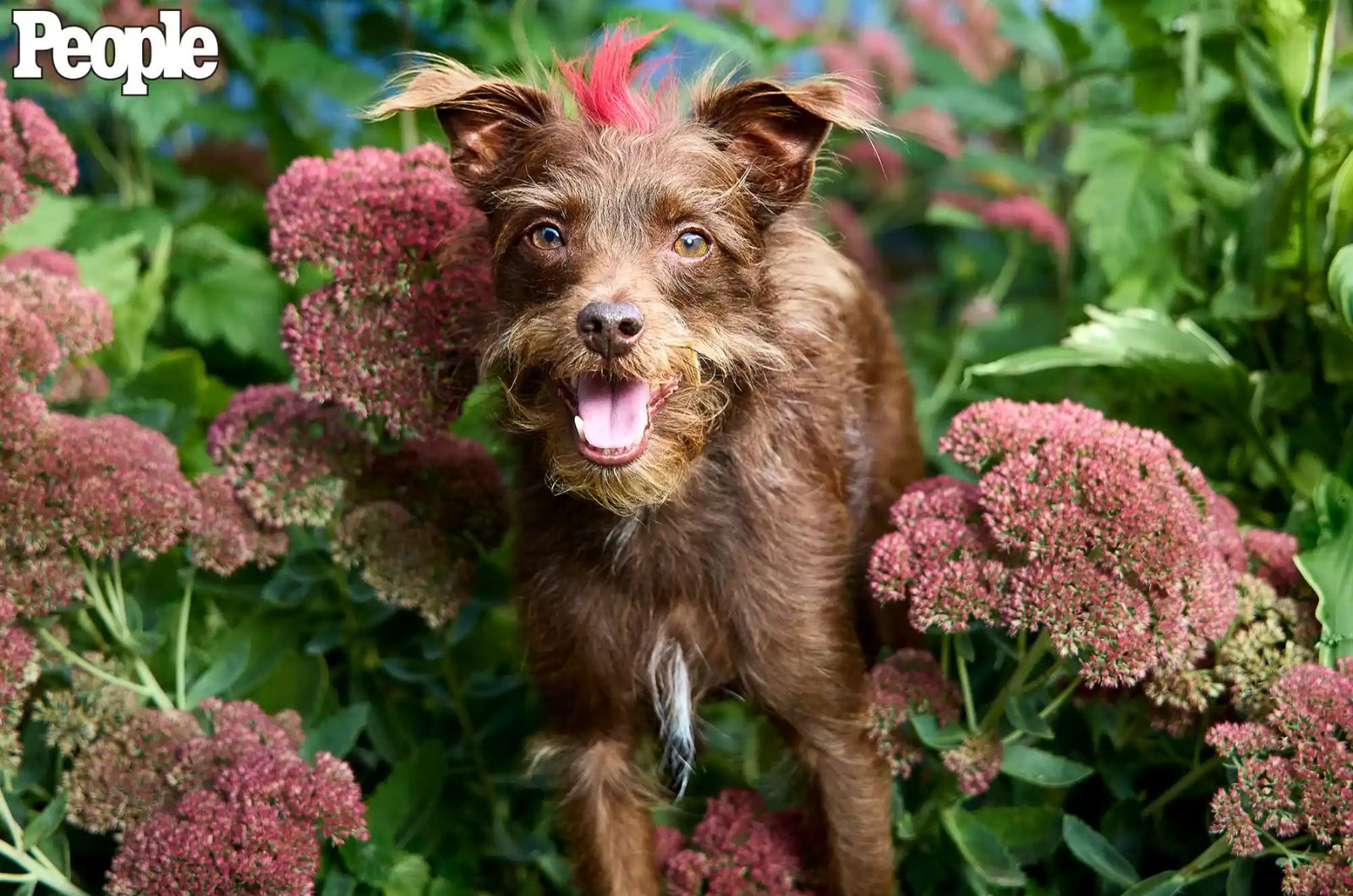 cute dog posing