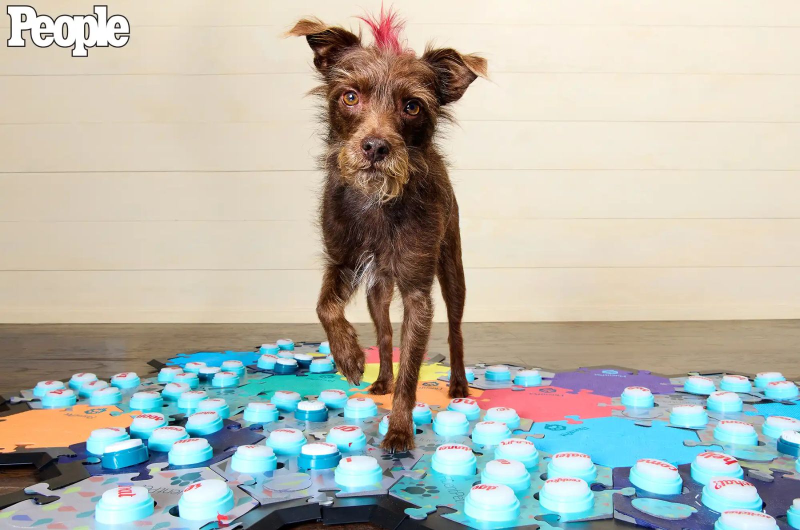 cute dog with talking buttons