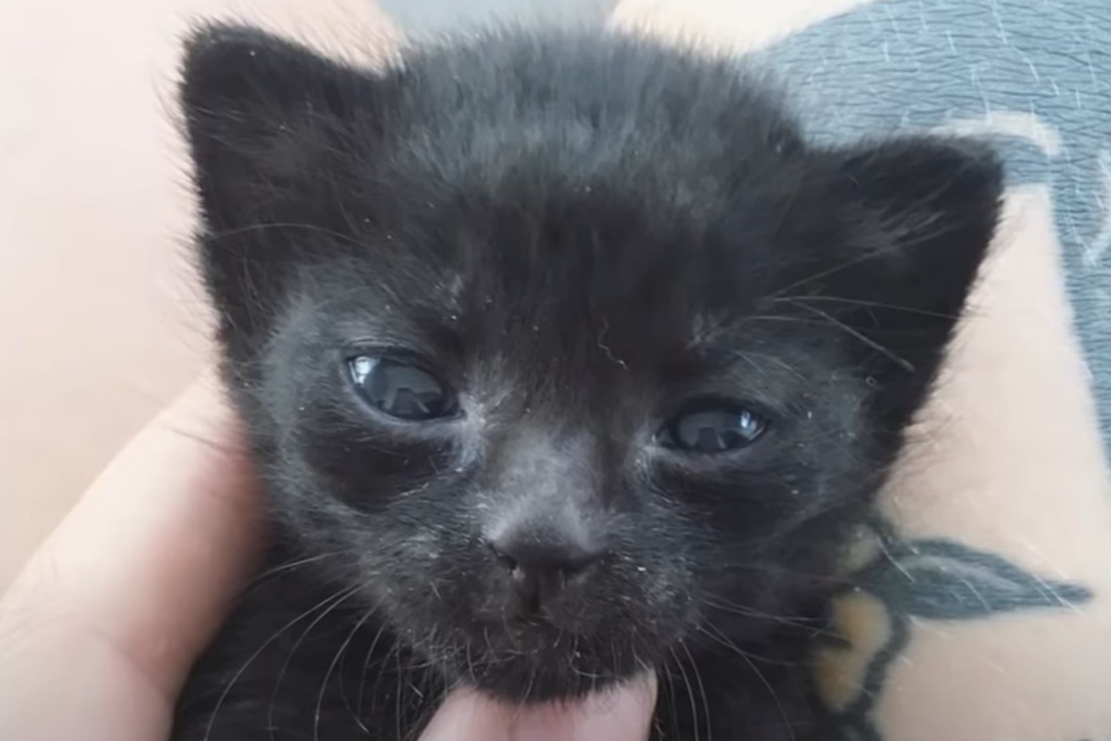cute face of a black little kitty