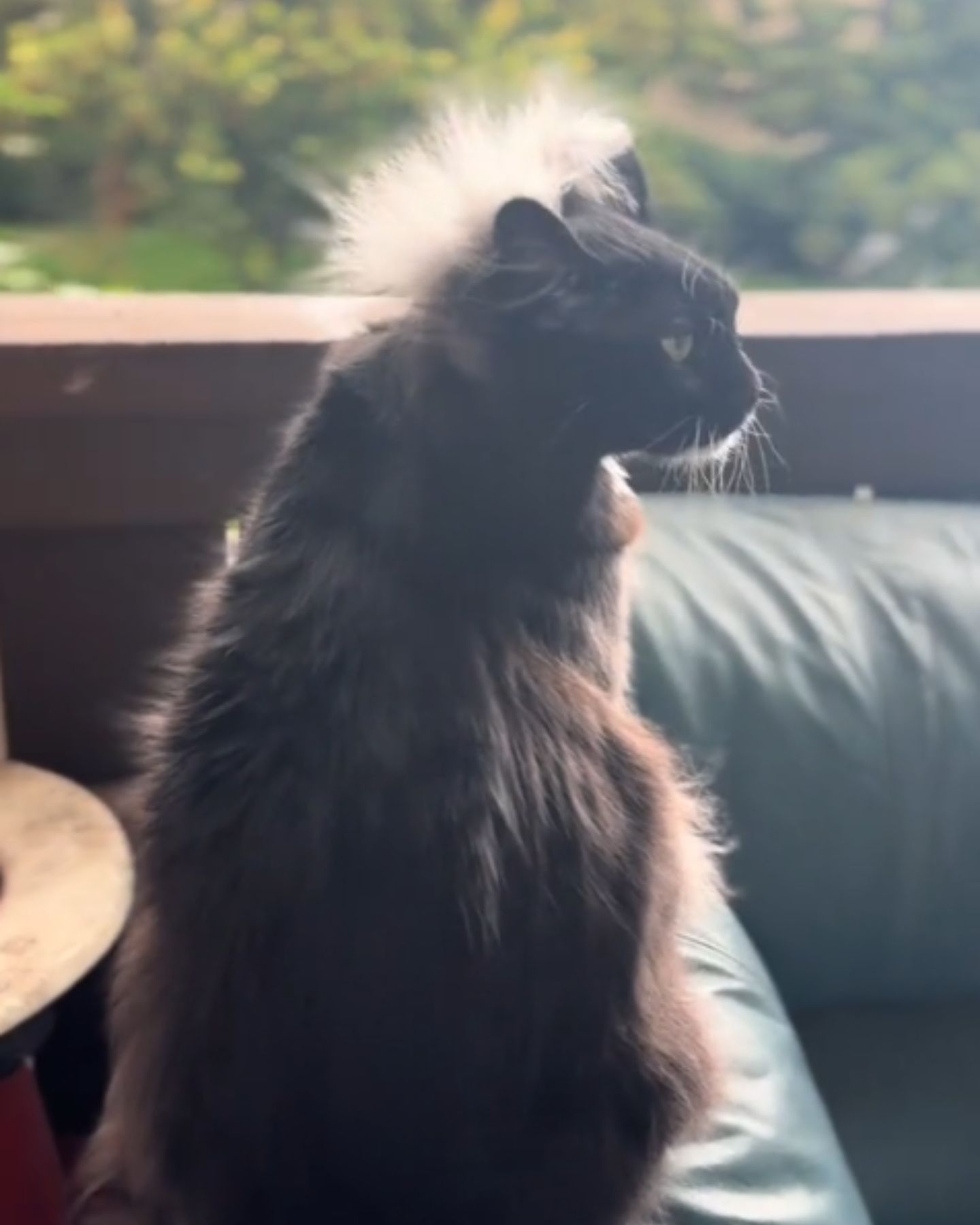 cute fluffy cat