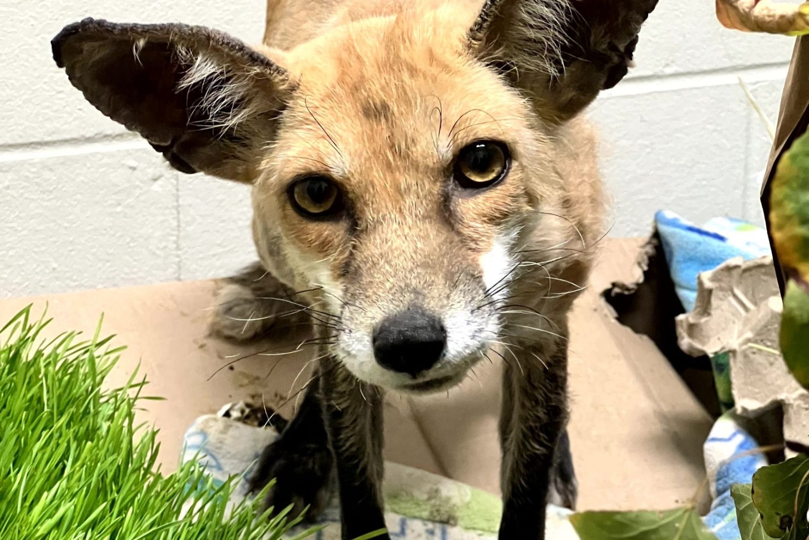 cute fox