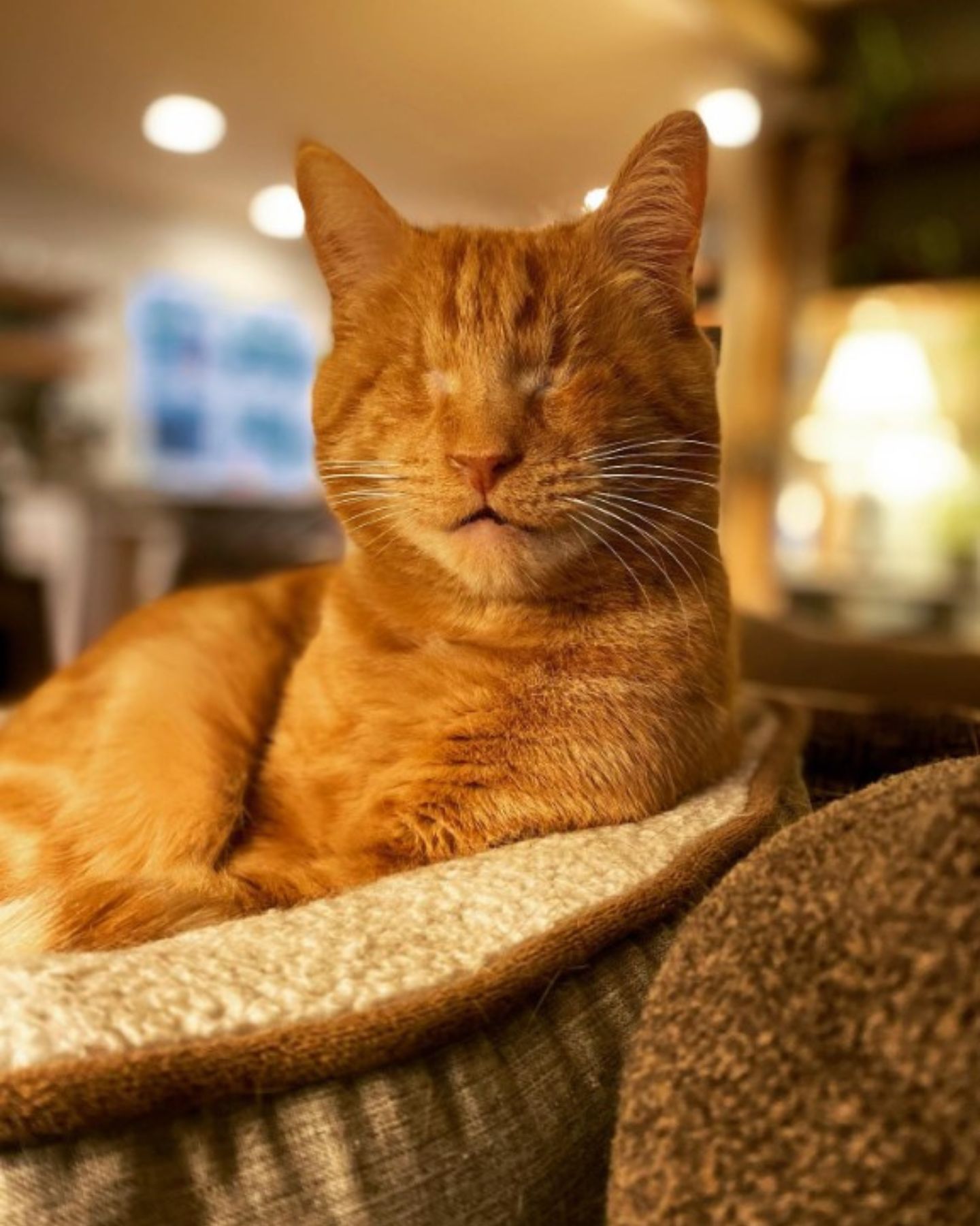 cute ginger blind cat