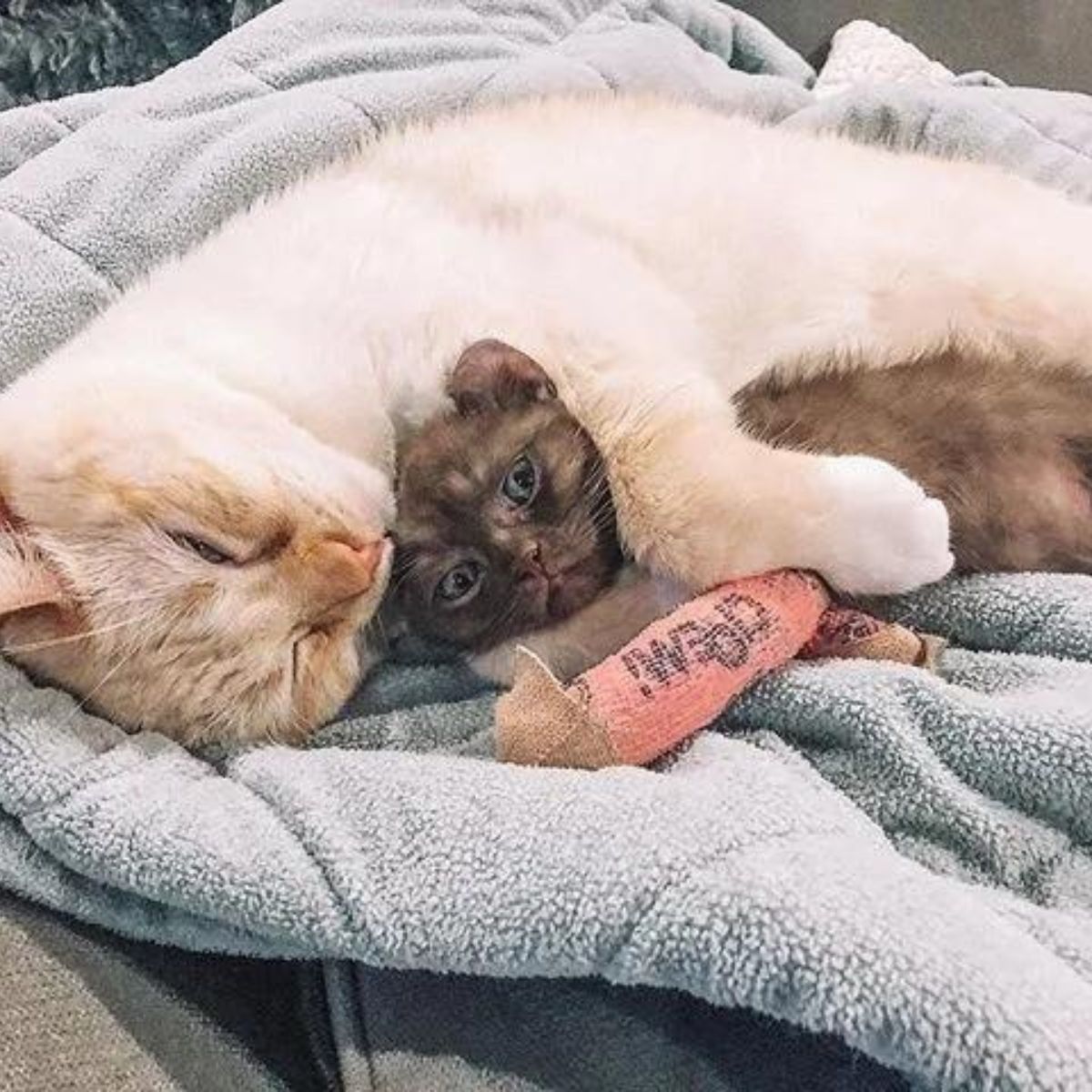 cute kitten and an adult cat are lying together