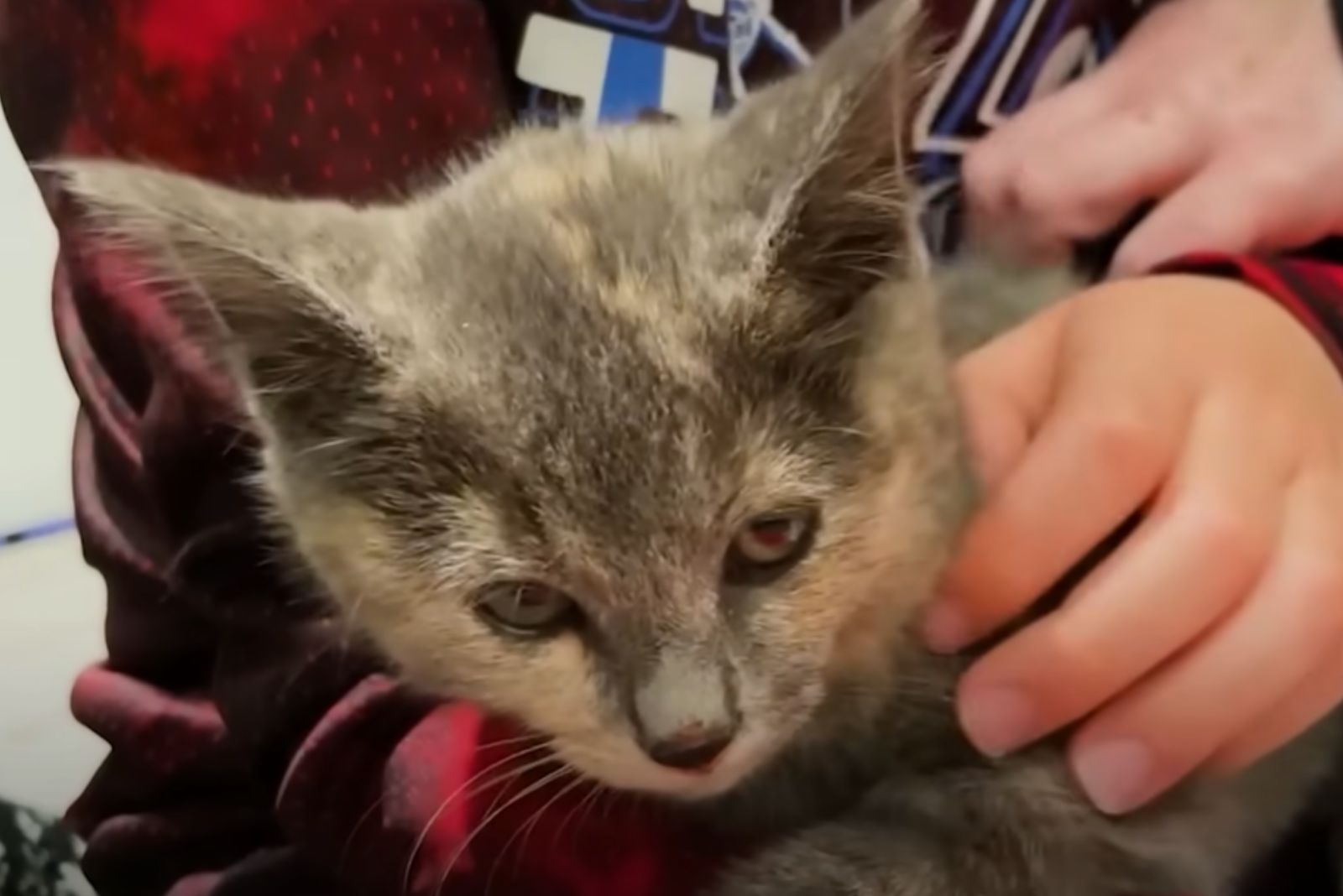 cute kitten cuddling