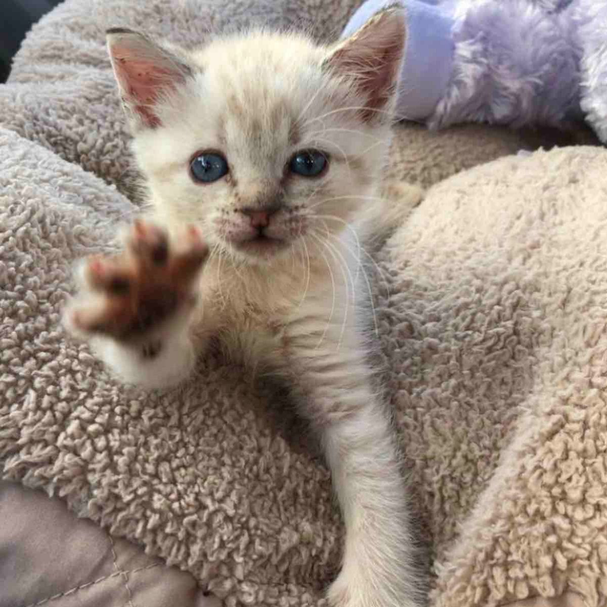 cute kitten held out her paw
