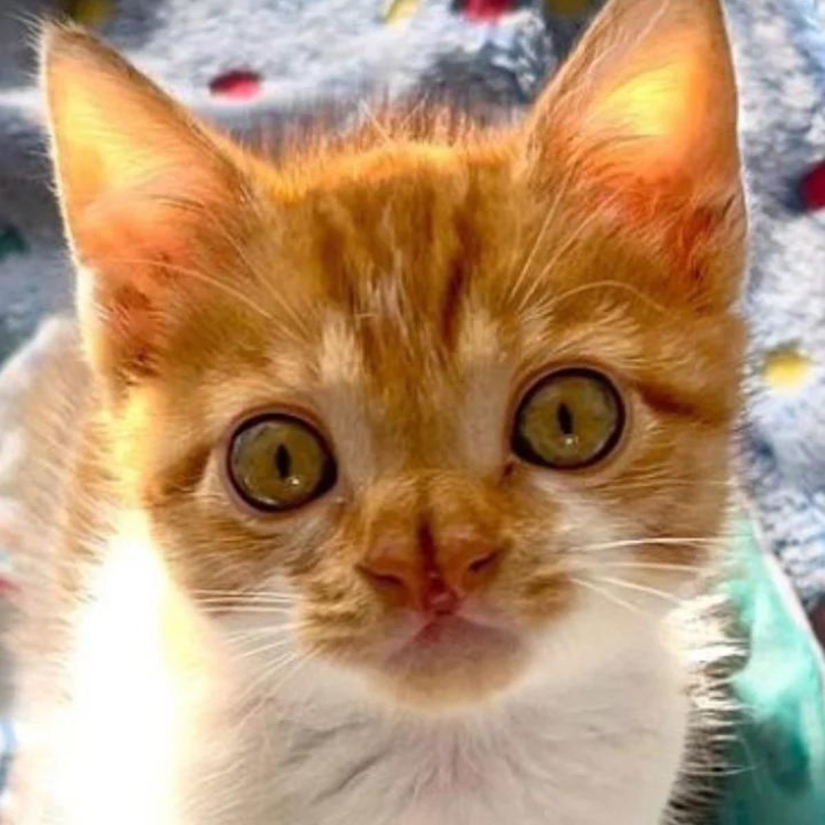 cute kitten with bifid nose