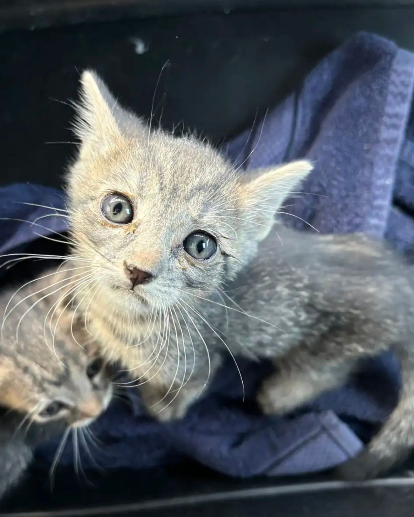 cute kitten