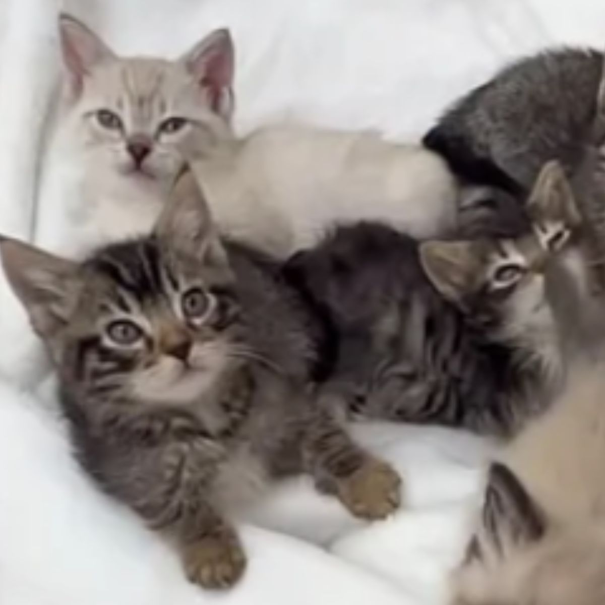 cute kitties