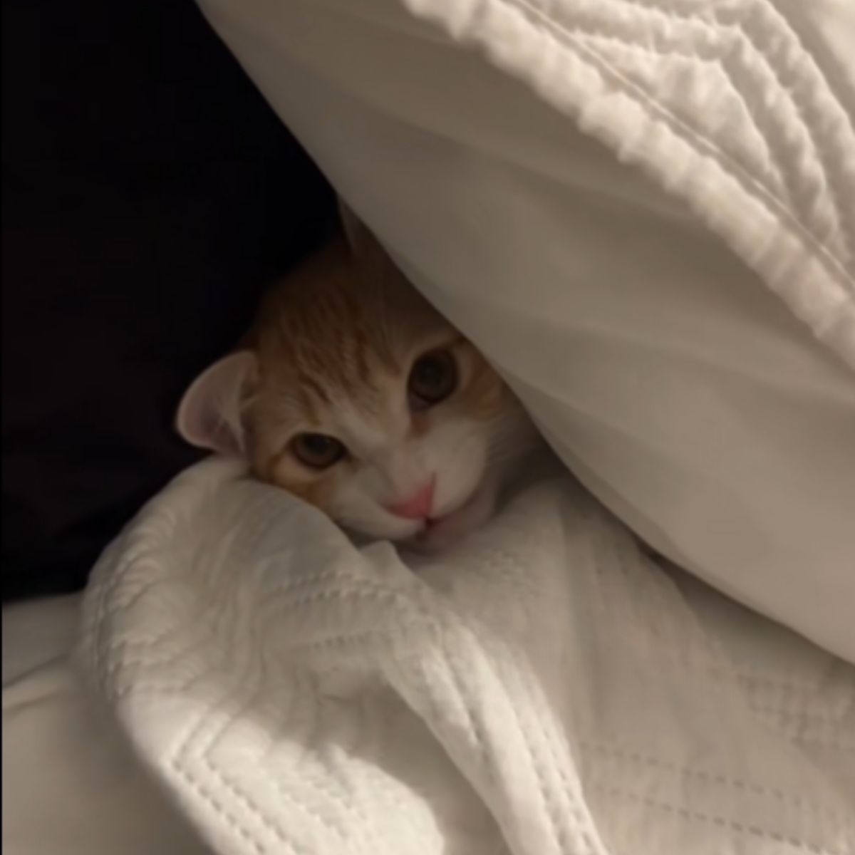 cute kitty hidden