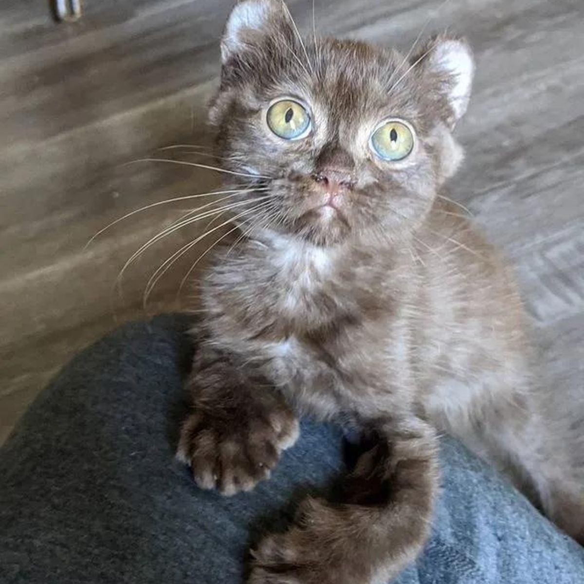 cute kitty with beautiful eyes
