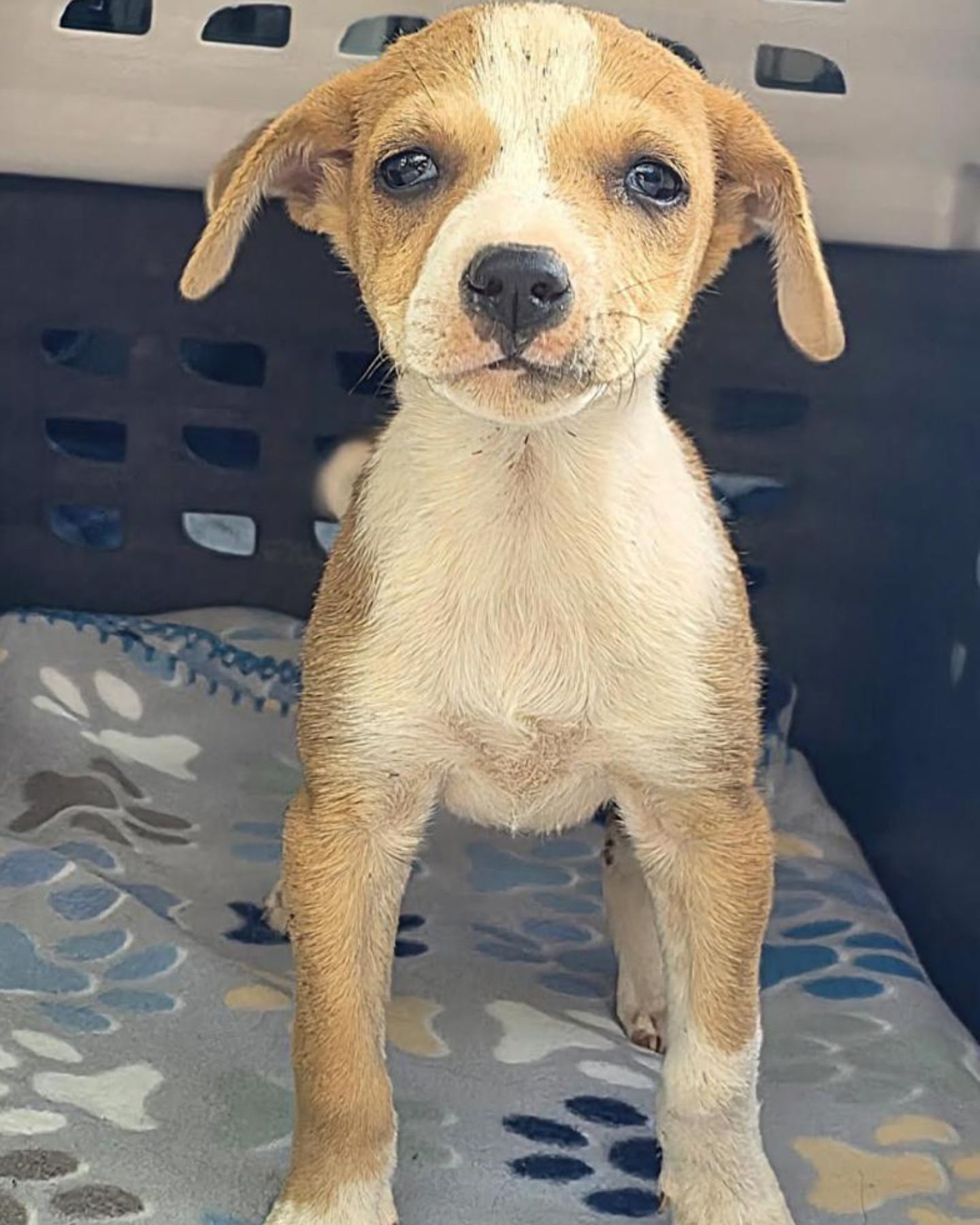 cute little dog