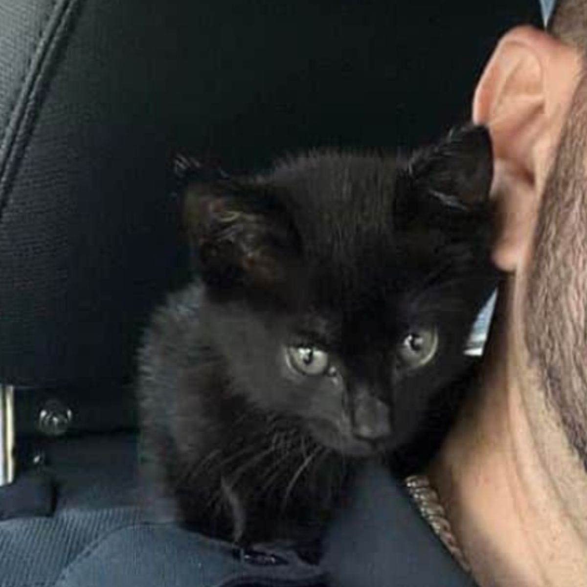cute little kitty on the shoulder