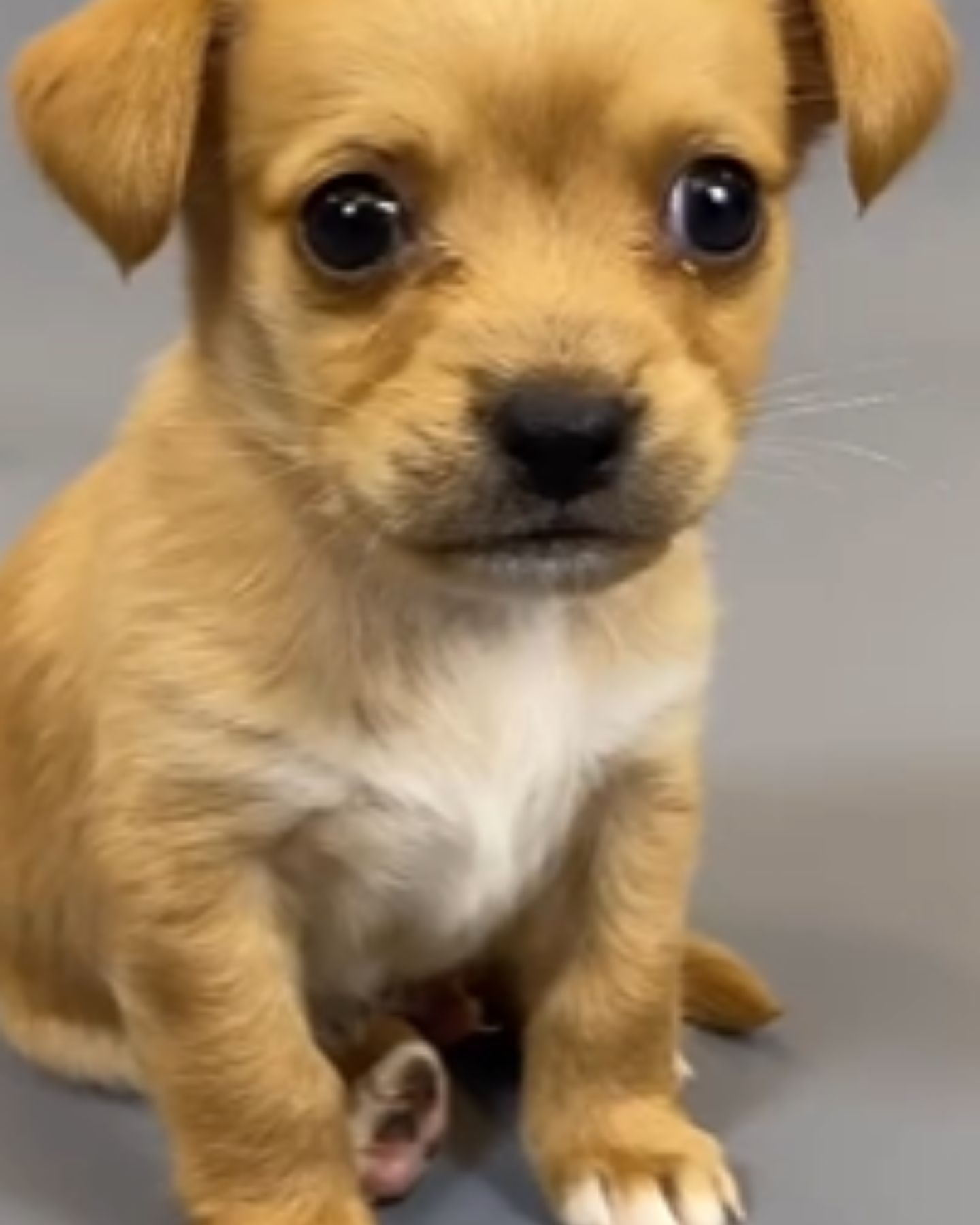 cute little puppy