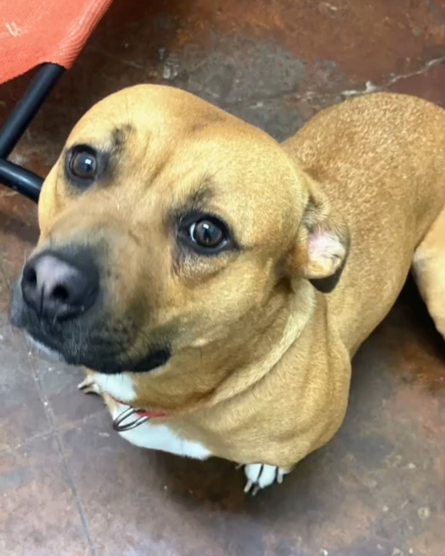 cute mom dog