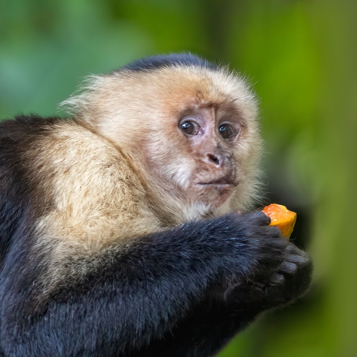 cute monkey eats