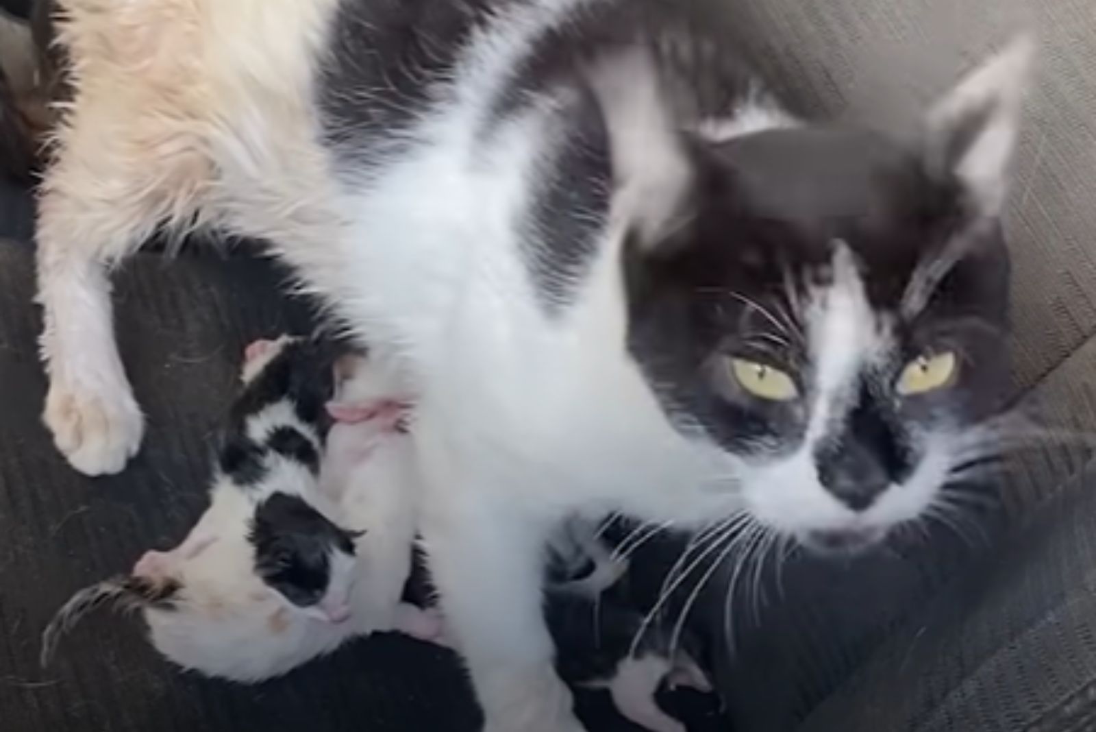 cute mother cat with babies