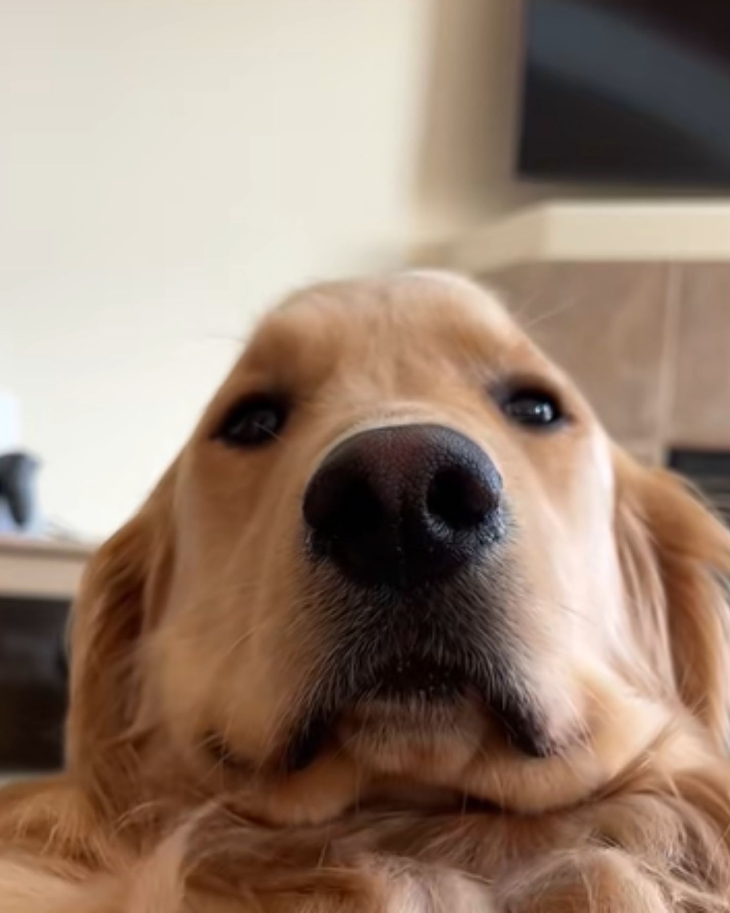 cute muzzle of a golden retriever