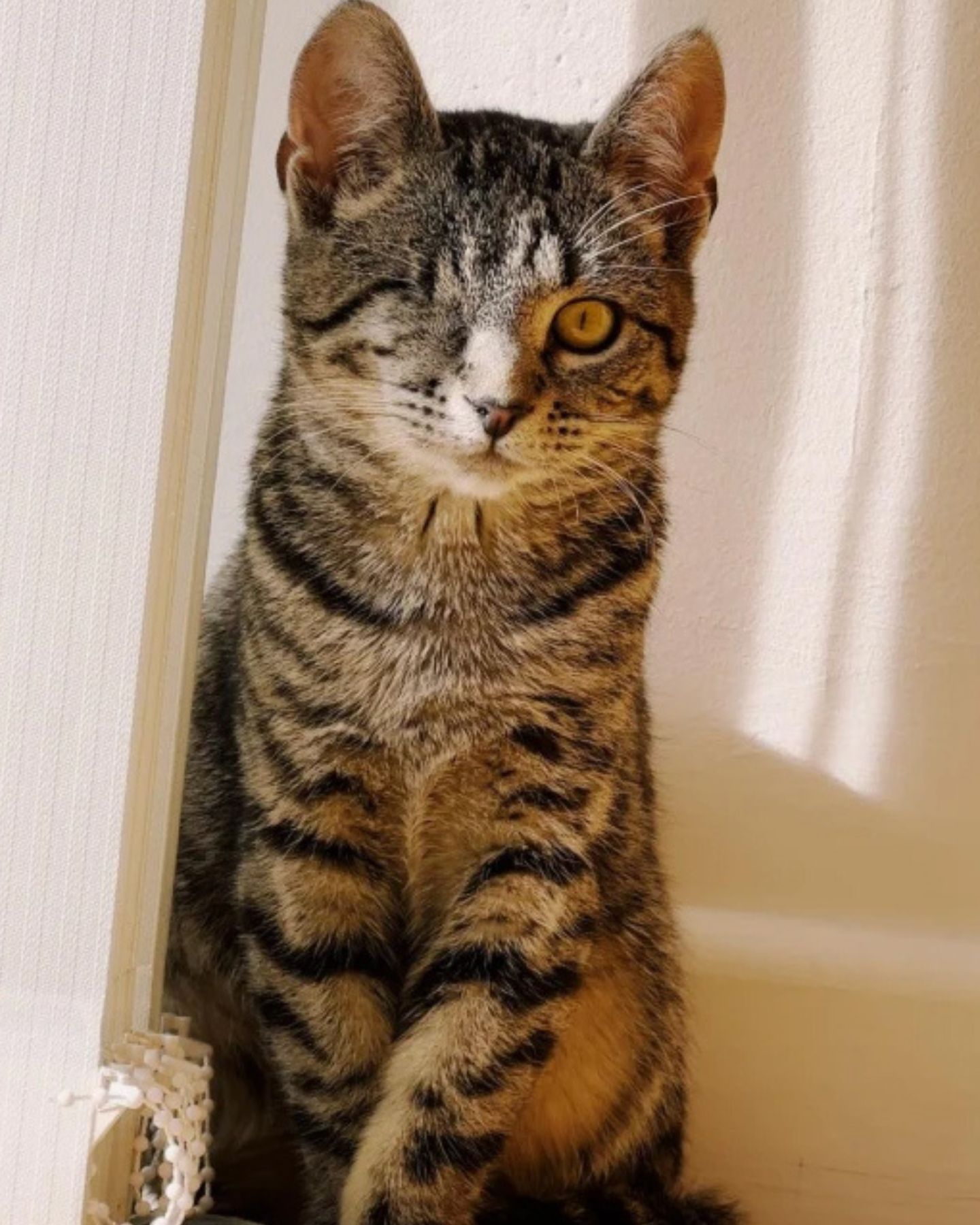 cute one eyed cat
