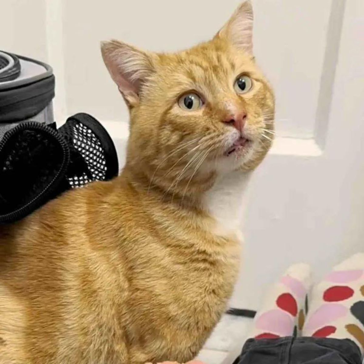 cute scared lost cat