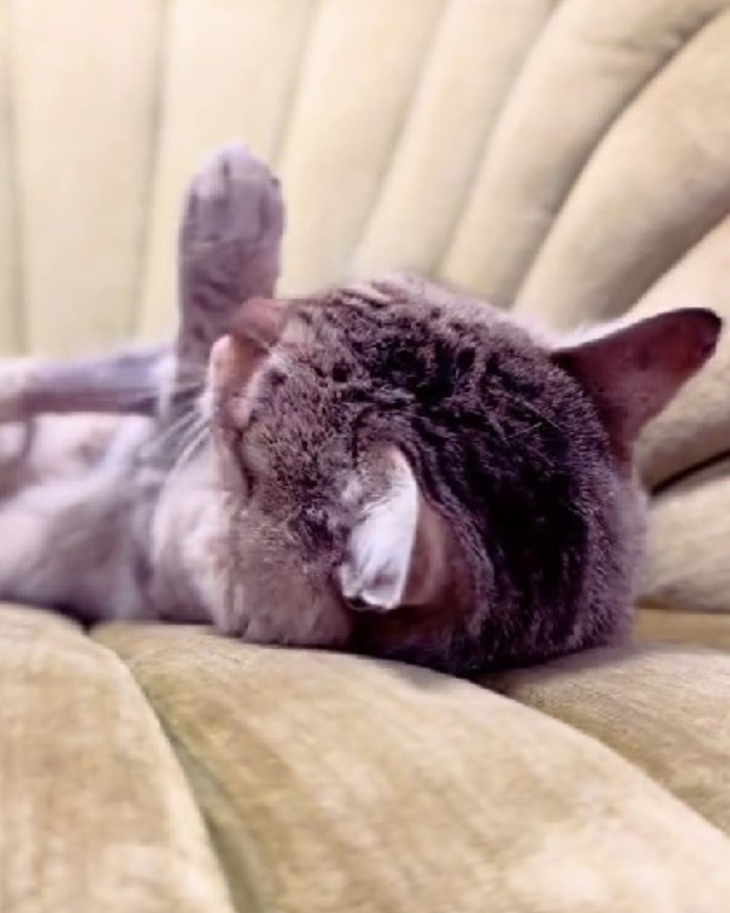 cute senior cat