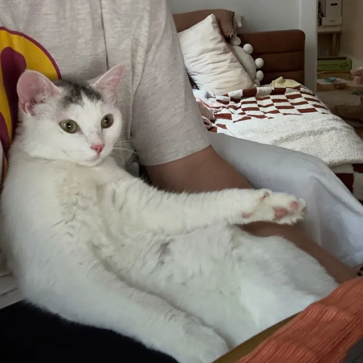 cute senior white cat