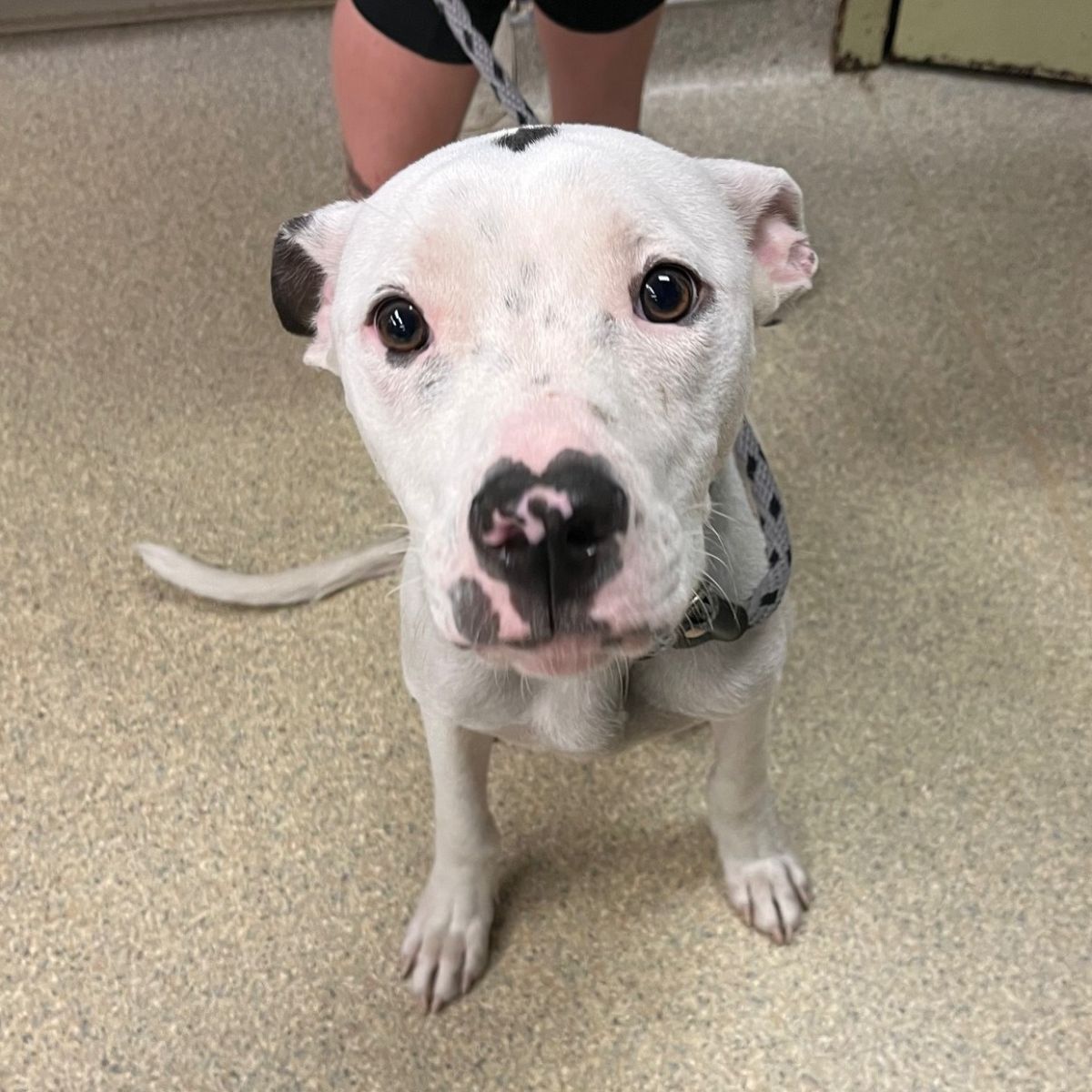 cute senior white dog