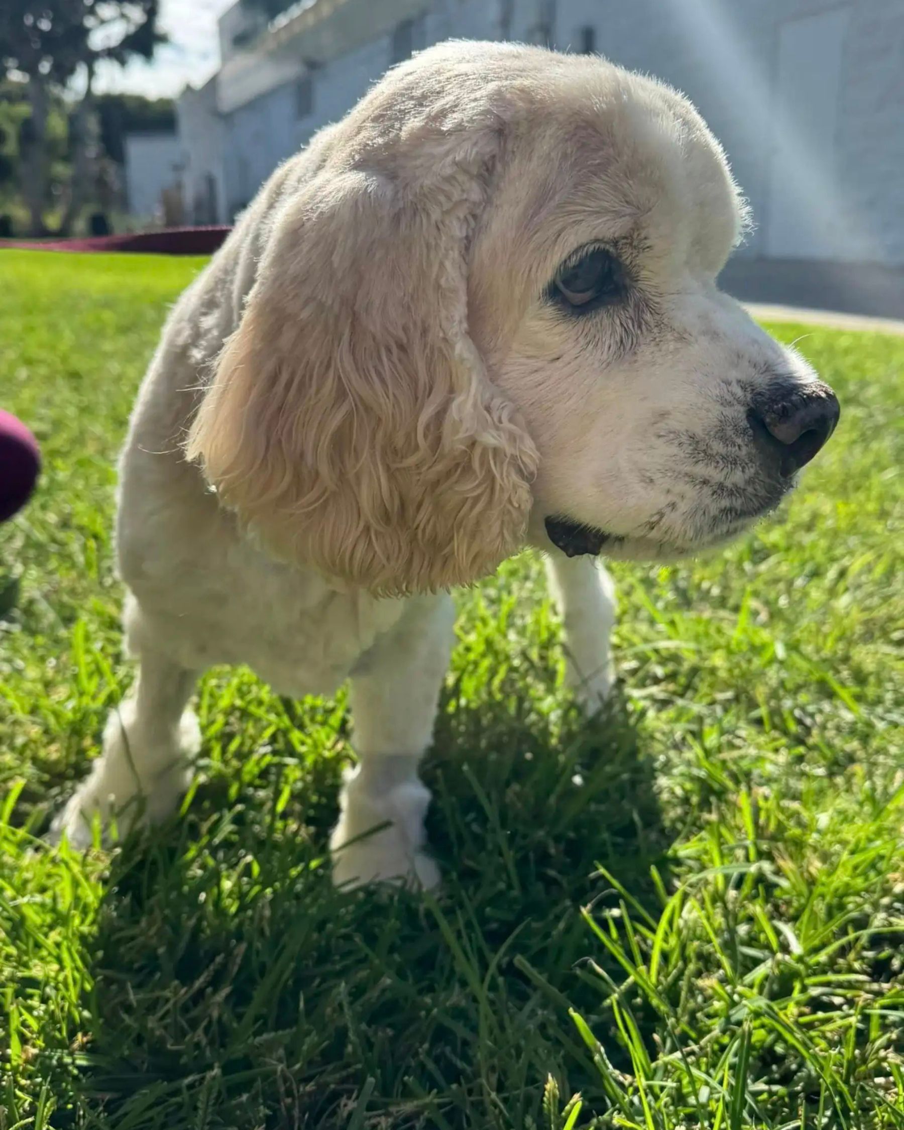 cute shaved white dog