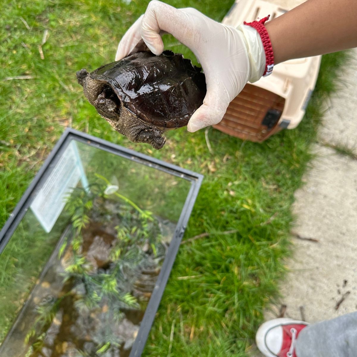 cute turtle