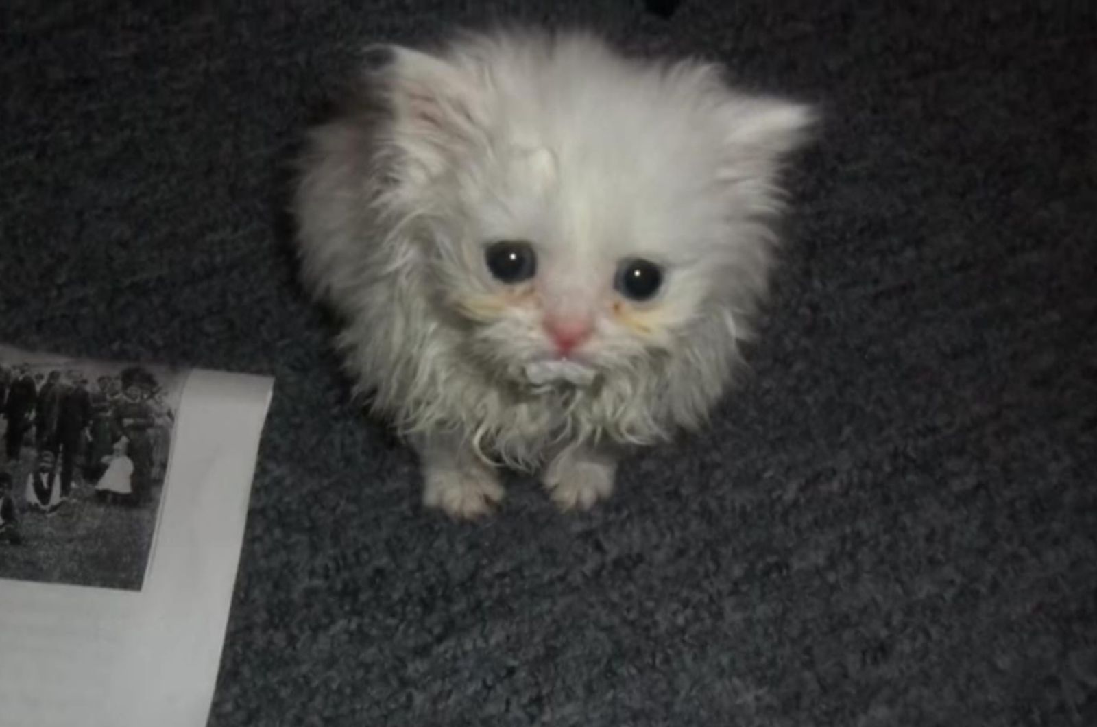 cute white kitten