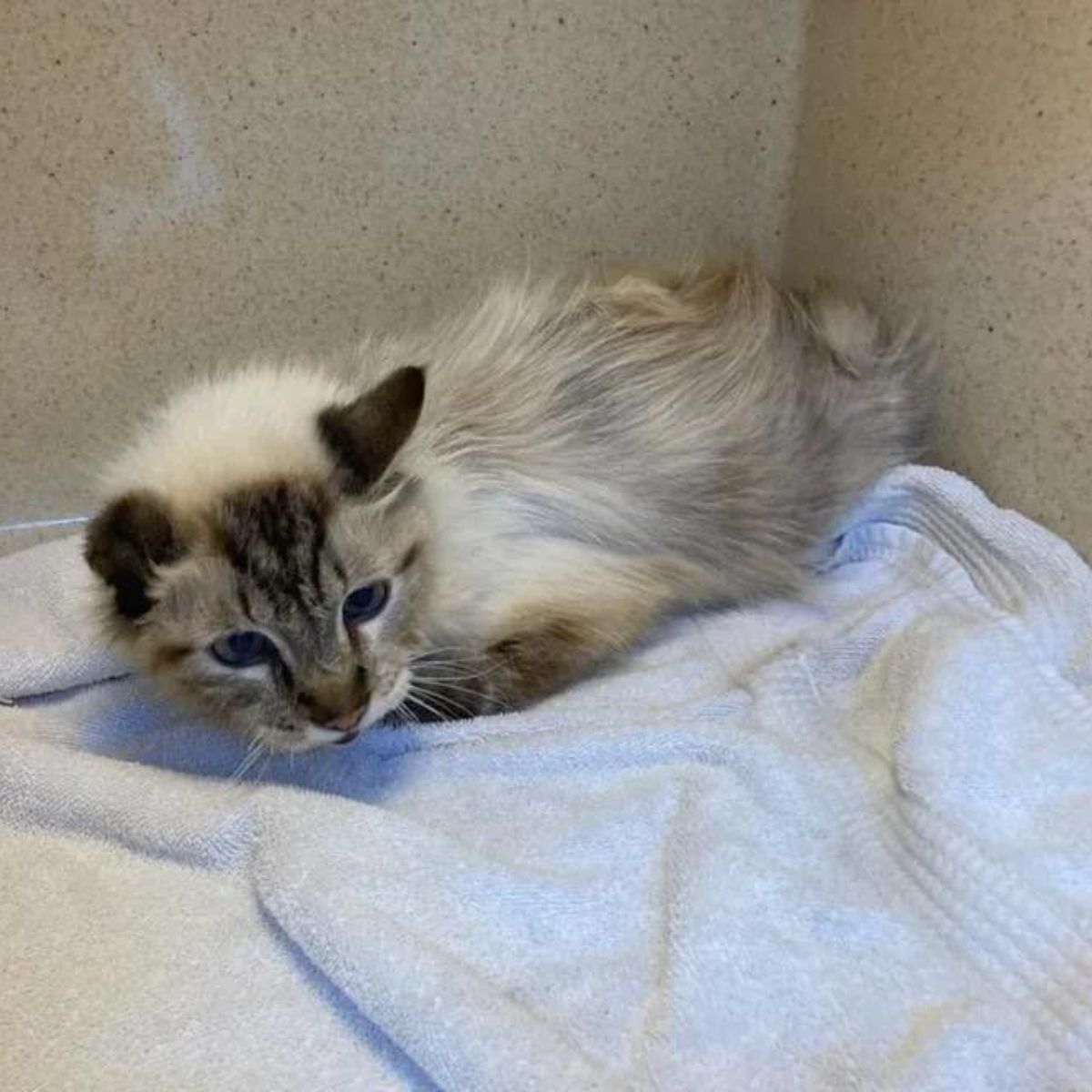 cute white one eared cat