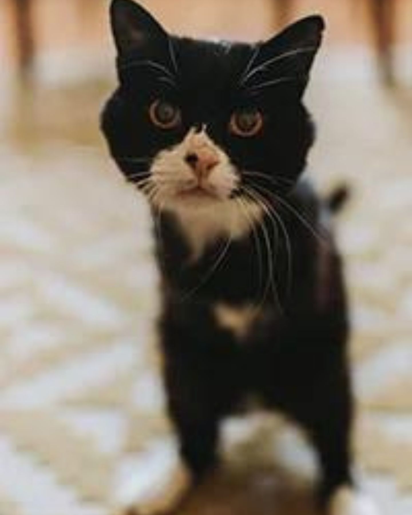 dark cat without two legs