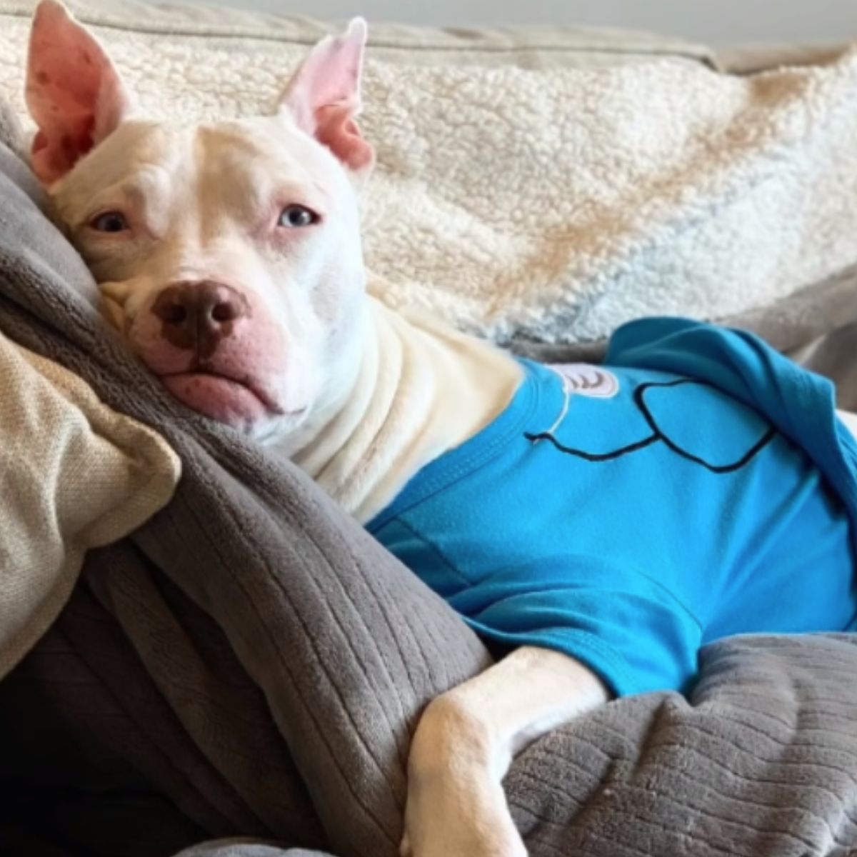 deaf white dog in clothes